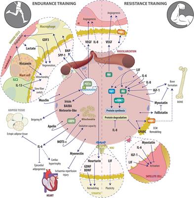 The Role of the Skeletal Muscle Secretome in Mediating Endurance and Resistance Training Adaptations